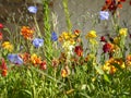 Beautiful wallflowers