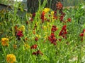 Beautiful wallflowers