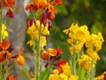 Beautiful wallflowers