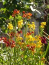 Beautiful wallflowers