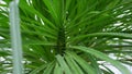 Close up beautiful exotic plant Royalty Free Stock Photo