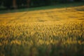 Beautiful wallpaper of the golden barley field at sunset Royalty Free Stock Photo