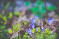 Spring flowers violets background wallpaper Royalty Free Stock Photo