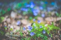 Spring flowers violets background wallpaper Royalty Free Stock Photo