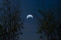 Waning moon with bamboo forest in crescent night Royalty Free Stock Photo