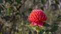 a beautiful waratah flower at brisbane water national park Royalty Free Stock Photo