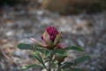 Beautiful waratah flower inflorescence. Telopea or waratah flowering plant Royalty Free Stock Photo