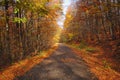 Beautiful warm color autumn landscape in a forest with a road