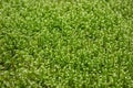 A beautiful warm moist green moss close-up.