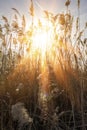 Beautiful warm rays of sun through branches of trees. Early spring