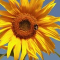 Beautiful warm sunflower against the background of blue sky Royalty Free Stock Photo