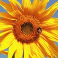 Beautiful warm sunflower with bumblebees Royalty Free Stock Photo