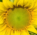 Beautiful warm sunflower close