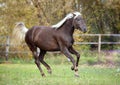 The beautiful warmblood mare runs on a meadow Royalty Free Stock Photo