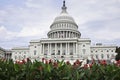 The beautiful Washington Capitol framed by bright red flowers