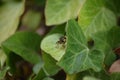 gallic wasp on an ivy leaf Royalty Free Stock Photo