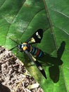 Beautiful wasp-like flying insect with black and white wings and blue, black, brown, white and yellow on its body