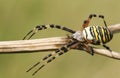 A beautiful Wasp Spider Argiope bruennichi. Royalty Free Stock Photo