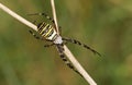 A beautiful Wasp Spider Argiope bruennichi. Royalty Free Stock Photo