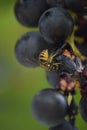 gallic wasp on ripe blue grapes Royalty Free Stock Photo