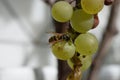 gallic wasp on ripe white grapes Royalty Free Stock Photo