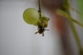 big wasps eating on sweet ripe white grape, that is almost gone already Royalty Free Stock Photo