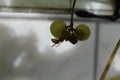 big wasps eating on sweet ripe white grapes in overhead postion Royalty Free Stock Photo