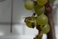 one wasp eating on grapes, one flying to the same one Royalty Free Stock Photo