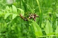 Wasp on vetch plant in the meadow, closeup Royalty Free Stock Photo