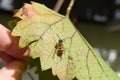 beautiful big wasp on a drying wine leaf Royalty Free Stock Photo