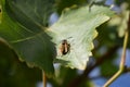 gallic wasp on a vine leaf Royalty Free Stock Photo