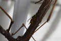 gallic wasp on a vine plant Royalty Free Stock Photo