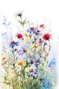 Beautiful watecolor floral card. Wild delicate colorful meadow flowers on white background.