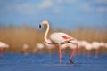 Beautiful water bird. Pink big bird Greater Flamingo, Phoenicopterus ruber, in the water, Camargue, France. Flamingo walk in water