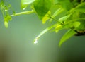 Beautiful water drop on the branch of Green tree with sunlight background and copy space in the morning holiday.