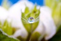 Beautiful water drop on a dandelion flower seed macro. Flower background. Royalty Free Stock Photo
