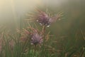 Beautiful water drop on a dandelion flower seed macro in nature. Beautiful deep saturated blue and sunset background, free space Royalty Free Stock Photo