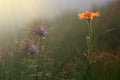 Beautiful water drop on a dandelion flower seed macro in nature. Beautiful deep saturated blue and sunset background, free space Royalty Free Stock Photo