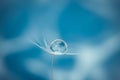 Beautiful water drop on a dandelion flower seed macro in nature. Beautiful deep saturated blue and turquoise background, free spac Royalty Free Stock Photo