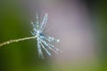 Beautiful water drop on a dandelion flower seed macro in nature. Free space for text Royalty Free Stock Photo