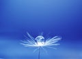 Beautiful water drop on a dandelion flower seed macro in nature. Free space for text. Wallpaper, background, desktop, cover.