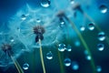 Beautiful water drop on a dandelion flowers. Deep saturated blue and turquoise background, free space for text. Abstract Royalty Free Stock Photo