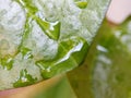 Water drop on leaf photo stock