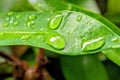 Beautiful water drop on leaf at nature close-up macro. Royalty Free Stock Photo