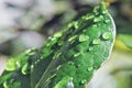 Beautiful water drop on leaf at nature close-up macro. Royalty Free Stock Photo