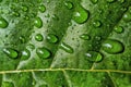 Beautiful water drop on leaf at nature close-up macro. Royalty Free Stock Photo