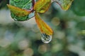 Beautiful water drop on leaf at nature close-up macro. Royalty Free Stock Photo