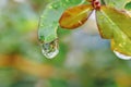 Beautiful water drop on leaf at nature close-up macro. Royalty Free Stock Photo