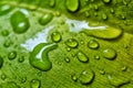 Beautiful water drop on leaf at nature close-up macro. Royalty Free Stock Photo