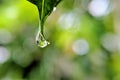 Beautiful water drop on leaf at nature close-up macro. Fresh juicy green leaf in droplets of morning dew outdoors. Royalty Free Stock Photo